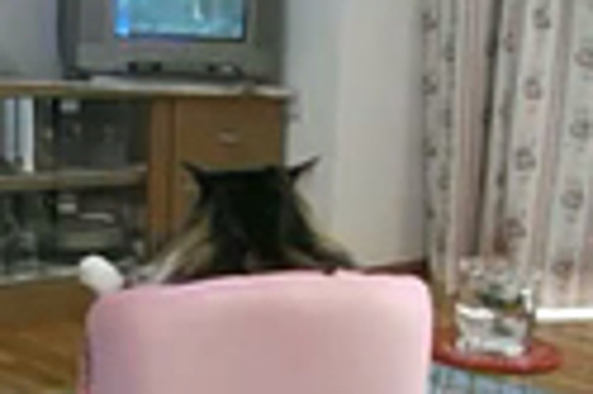 Lazy Cat Watching Tv