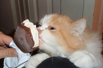39 Cats Eating Ice Cream
