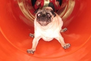 puppy slide 12 dogs on slides puppy slide 12 dogs on slides