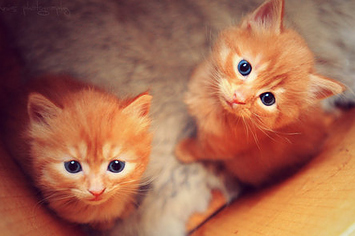 13 Pictures Of Ginger Kittens