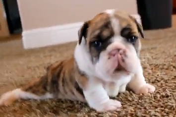 realistic puppies that walk and bark