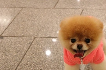 Boo, The World's Cutest Dog, Has Died