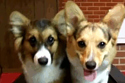 18 Corgi Gifs That Will Melt Your Heart