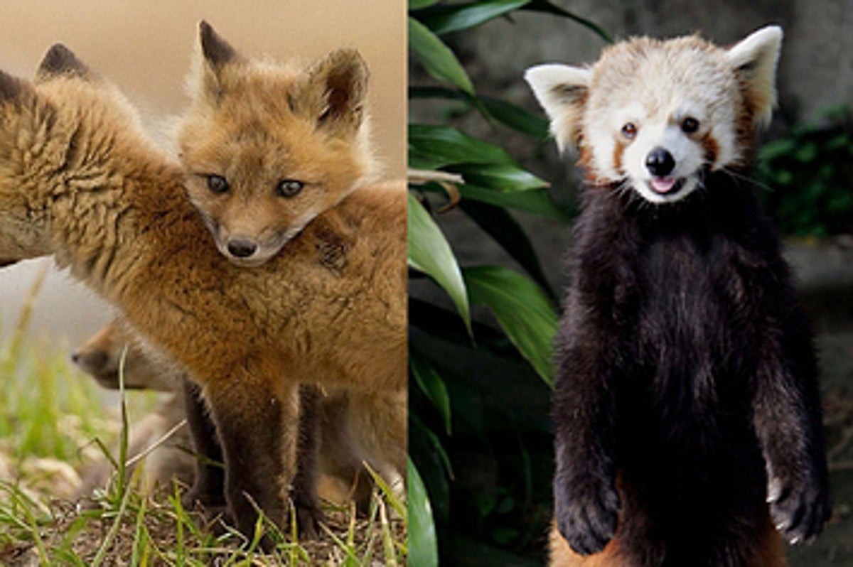 Animals March Madness Round 2 Red Pandas Vs Foxes