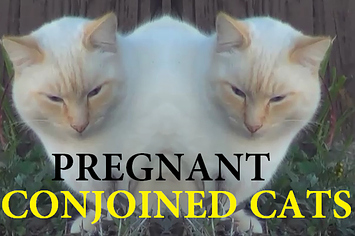 worlds biggest conjoined cats auckland new zealand give birth first time in history weird news today - Biggest House Cat In The World 2013 worlds biggest conjoined cats auckland new zealand give birth first time in history weird news today - Biggest House Cat In The World 2013