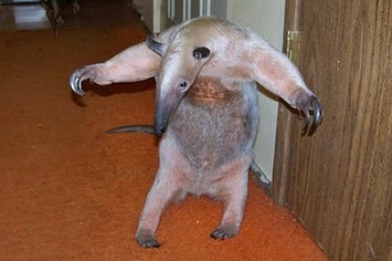 4 Differences Between Aardvarks And Anteaters