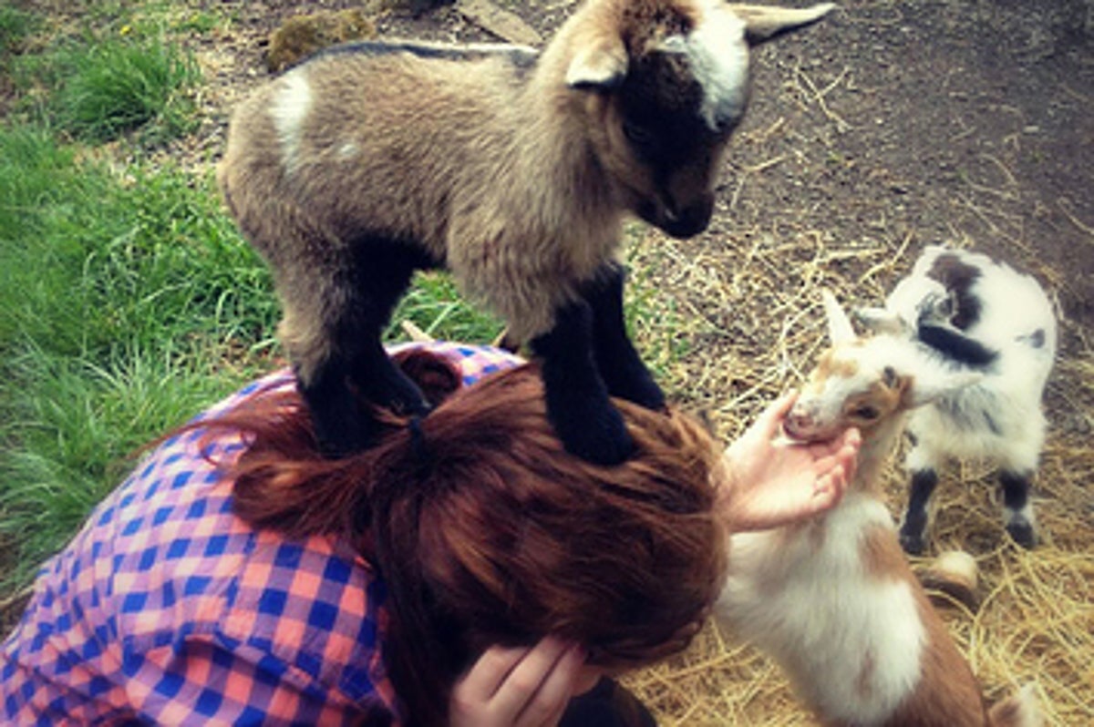 the-terrible-truth-about-adorable-baby-goats-1-8824-1373316429-0_big.jpg