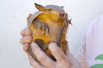 Unbelievable Armadillo Noises You Wont Believe - b4zqutc