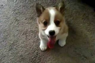 Corgi Cuteness Thecorgicuteness On Buzzfeed