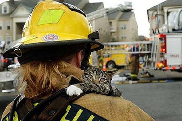 Equally Cliche & Heartwarming, Firefighter Rescues Kitten From A ...