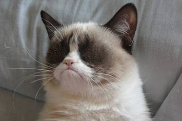 Grumpy Cat