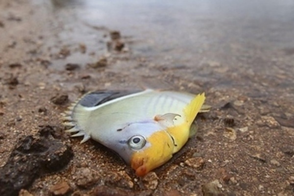 12 Tragic Images Of The Massive Molasses Spill At Honolulu Harbor