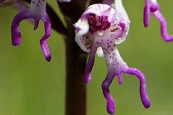 Monkey Orchids Are Officially The Best Flowers Ever