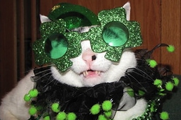 Image result for st patty's day cat