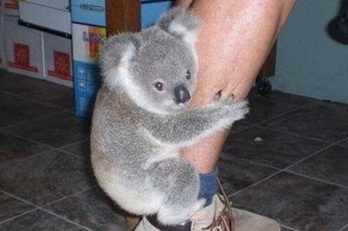 Wet Koala Bear Meme Wet Koala Bear Meme
