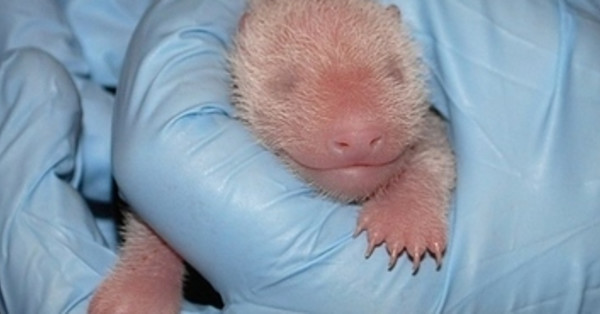 Really Cute And Very Tiny Baby Panda Is Healthy