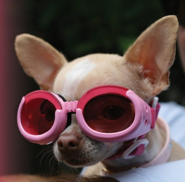 Dogs Wearing Goggles