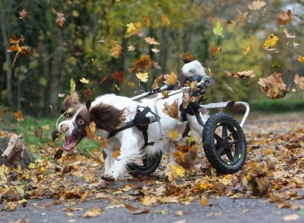 This disabled dog who loves leaves SO MUCH