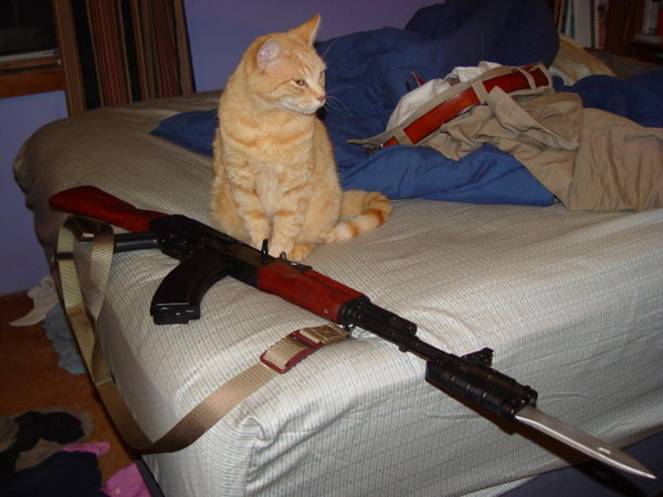 Cats With Guns