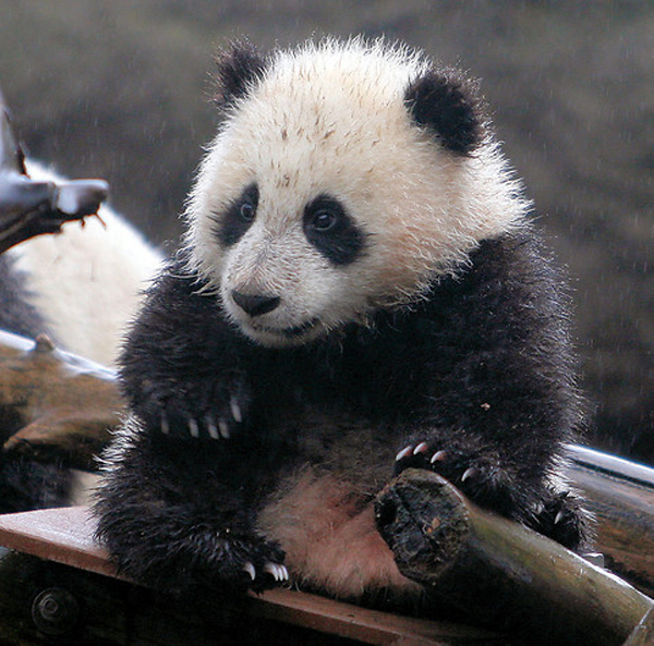 20 Wet, Bedraggled Animals