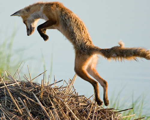 This fox built a nest