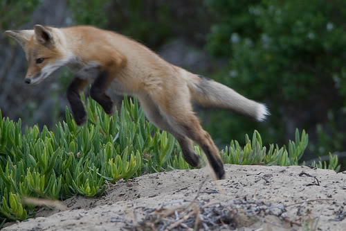 This fox isn&#39;t special, move along