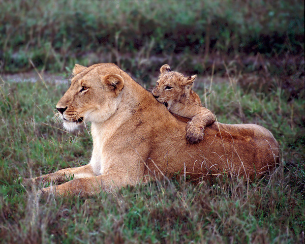 Baby Lions With Their Mothers