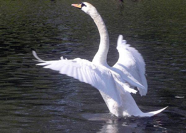 Swan (102 years)