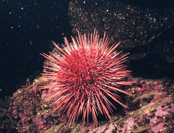Red Sea Urchin (200 years)