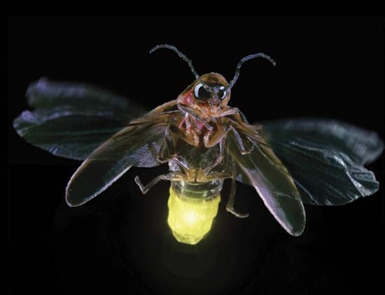 -Catch As Many Fireflies During One Evening As You Can