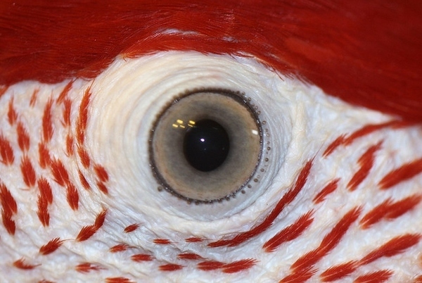 15 Parrot Eyes Really Close Up