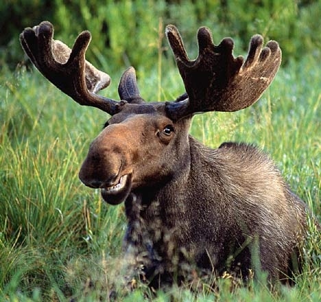 In Alaska, moose may not be viewed from an airplane.