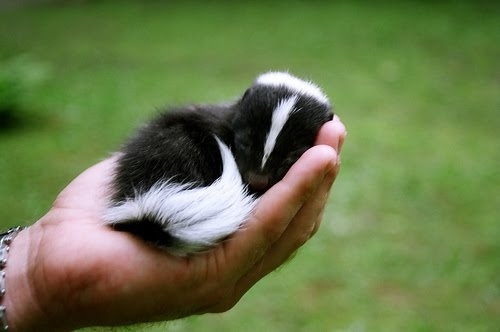 In Tennessee, skunks may not be carried into the state.