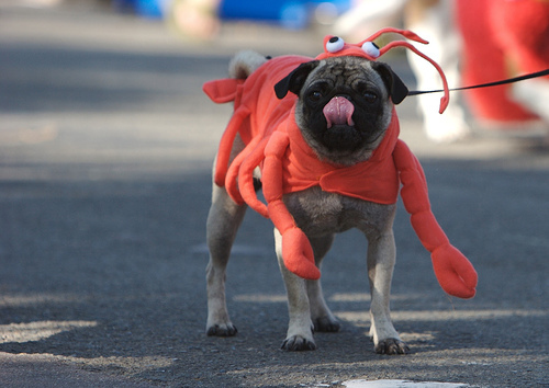 "So, I call this costume shop, and they say, &#39;I got this lobster costume. It&#39;s a big hit!...