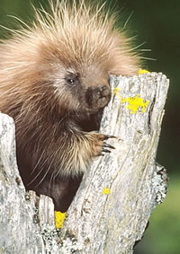 In Florida, having sexual relations with a porcupine is illegal.