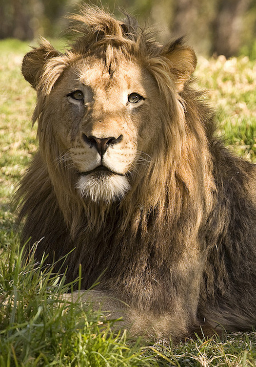 15 Animals With Awesome Haircuts