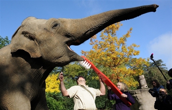 A elephant getting its teeth brushed