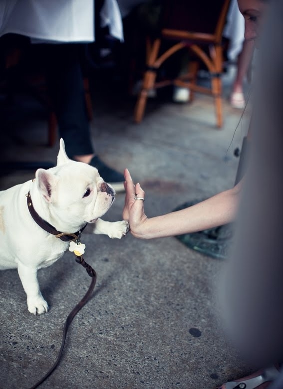 A frenchie high-five