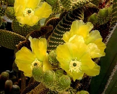 Opuntia Microdasys (Bunny Ears Cactus, Bunny Cactus or Polka-dot Cactus)