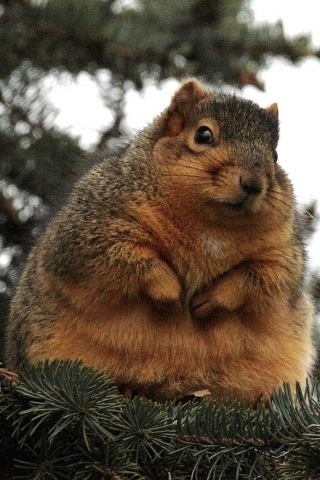 A fat squirrel