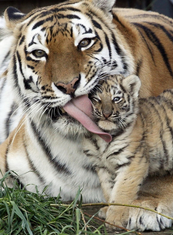 A mama tiger licking her cub