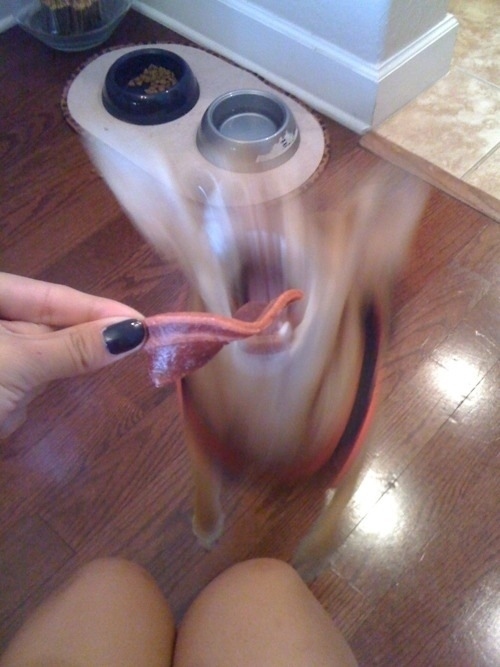 This dog that really likes bacon