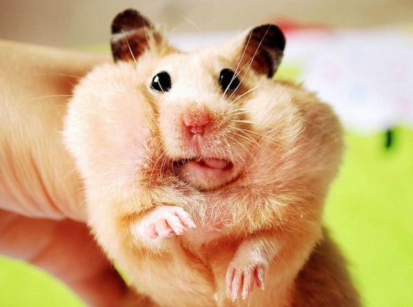This silly hamster