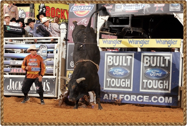 Even if the rider is bucked off, his score is based on his degree of difficulty. Judges look for drop in the front end, kick in the back, spin, and direction changes.