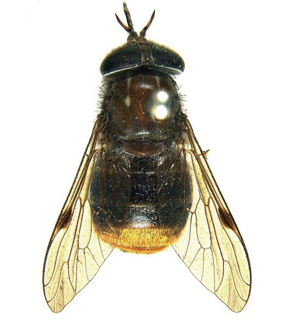 "It was the unique dense golden hairs on the fly's abdomen that led me to name this fly in honor of the performer," says the Australian Commonwealth Scientific and Industrial Research Organization's Bryan Lessard. But it also gave him "the chance to demonstrate the fun side of taxonomy — the naming of species." The Scaptia (Plinthina) was collected in 1981, the year Beyonce was born.