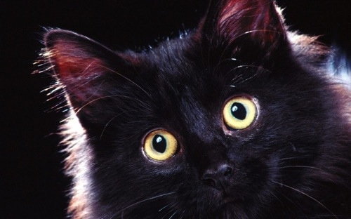 Hollywood will always need a black cat for something. Cat's Eye from the 80s...that Sabrina the Teenage Witch show...who knows, you might have a star on your hands. At the very least you can produce a living room performance of Edgar Allen Poe’s “The Black Cat.”