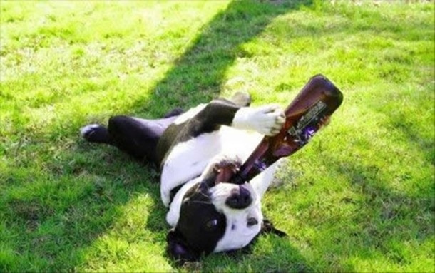 Popular online humorist Itchypants Scrufflebutts again pushed the envelope today when he tweeted: "I've got a backyard full of failed QBs if Vick ISN'T happy with this decision."