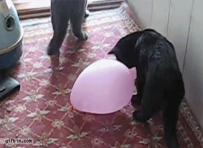 They do all this cool, inexplicable stuff that scientists would d like to study. The problem is that as soon as they interact with non-quantum particles (represented here by cats), they pop back into regular, boring Newtonian physics.