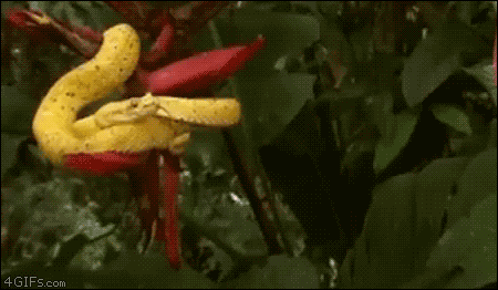 Kind of like this snake. If it were an ion.