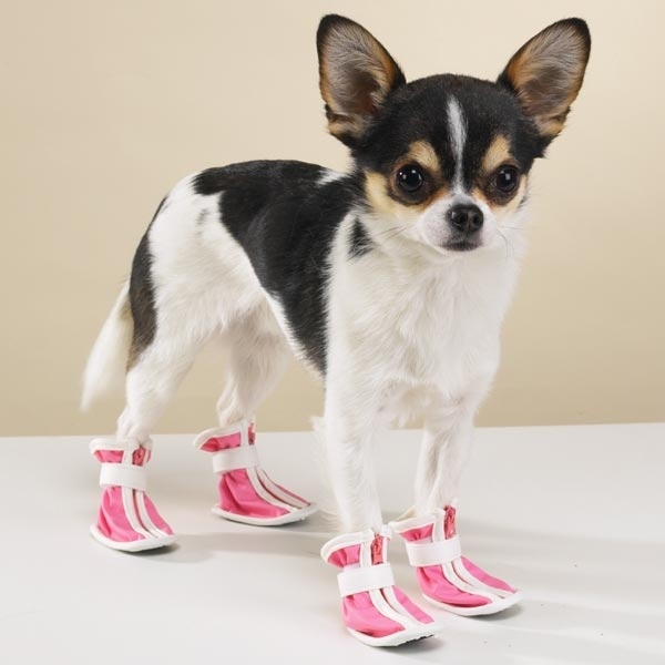 11 Small Dogs Wearing Shoes